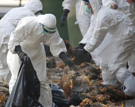 Bird flu detected in eight places of Chitwan